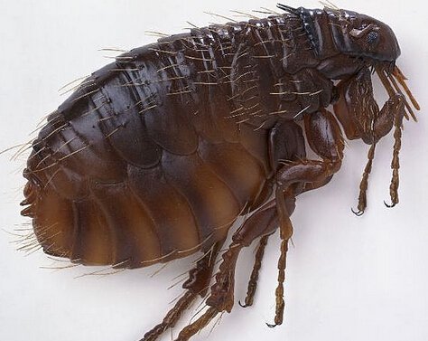 跳蚤、蛀木蟲、臭蟲